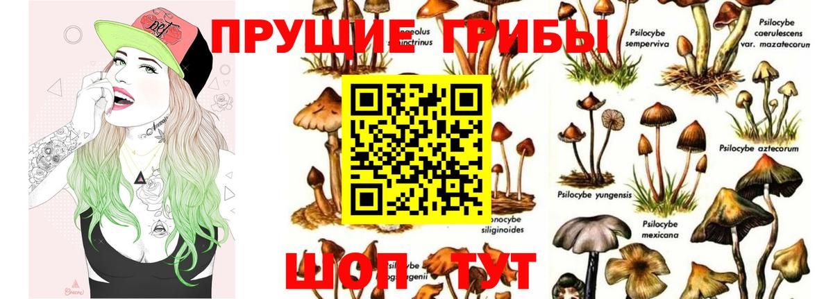 Галлюциногенные грибы Psilocybe Тара